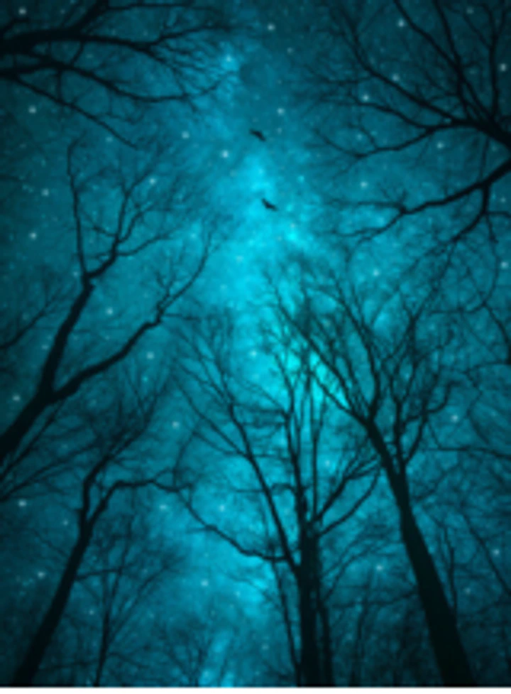 Looking upward through dark trees into a blue night sky